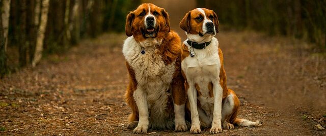 ドッグフード。大型犬の食事の量は