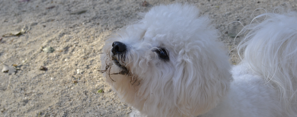 愛犬と一緒の生活。とにかく話、いっぱい遊ぼう。しつけもしっかり。